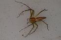 Oxyopes_quadrifasciatus_D7738_Z_88_North Stradbroke island_Australie